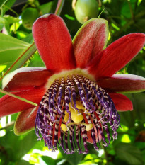 Mučenka štvorhranná - Passiflora quadrangularis - semená mučenky - 4 ks