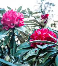 Rododendrón - Rhododendron arboreum - semená rododendróna - 50 ks