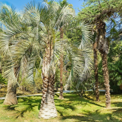 Palma Southern Jelly - Butia odorata - semená palmy - 2 ks