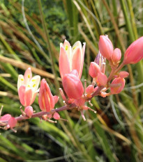 Juka červená - Hesperaloe parviflora - semená - 3 ks