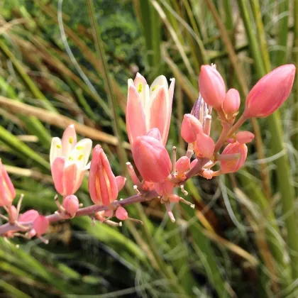 Juka červená - Hesperaloe parviflora - semená - 3 ks