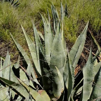 Agáve - Agave atrovirens - semená - 10 ks