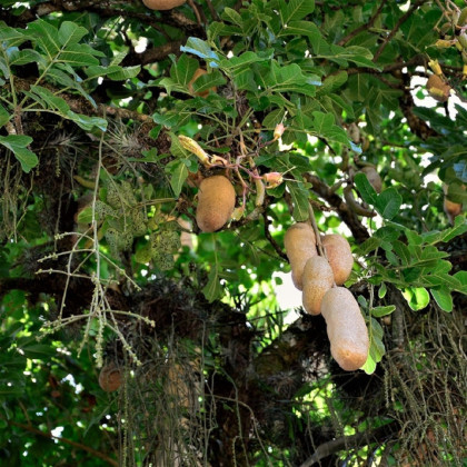 Kigélia - Salámový strom - Kigelia africana - semená kigélie - 4 ks