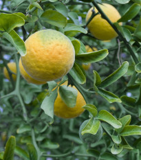 Citrónovníkovec trojlistý - Citrus trifoliata - semená citrónovníkovca - 4 ks