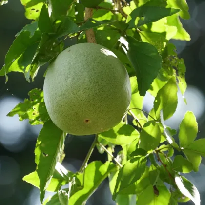 Bengálska dula - Aegle marmelos - semená duly - 3 ks