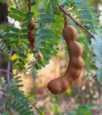 Tamarind indický - Tamarindus indica - semená tamarindu - 5 ks