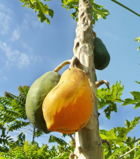 Papája Mamba Nunba - Carica Papaya - semená papáje - 4 ks