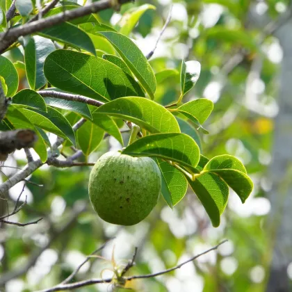 Anona glabra - Fľaškovník - Annona glabra - semená anony - 5 ks