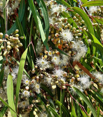 Eukalyptus citrónový - Blahovičník - Corymbia citriodora - semená eukalyptu - 5 ks