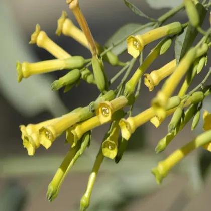 Tabak Glauca - Nicotiana glauca - semená tabaku - 20 ks