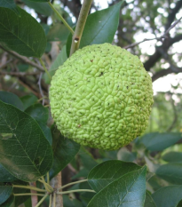 Maklúra pomarančová - Maclura pomifera - semená maklúry - 5 ks