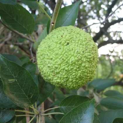 Maklúra pomarančová - Maclura pomifera - semená maklúry - 5 ks