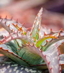 Aloe barbadensis - Aloe barbadensis - semená aloe - 6 ks