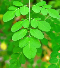 Moringa olejodárna - Moringa oleifera - semená moringy - 4 ks