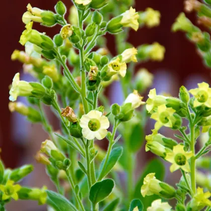 Tabak sedliacky - Nicotiana rustica - semená tabaku - 200 ks