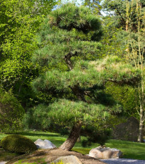 Borovica japonská čierna - Pinus thunbergii - semená borovice - 5 ks