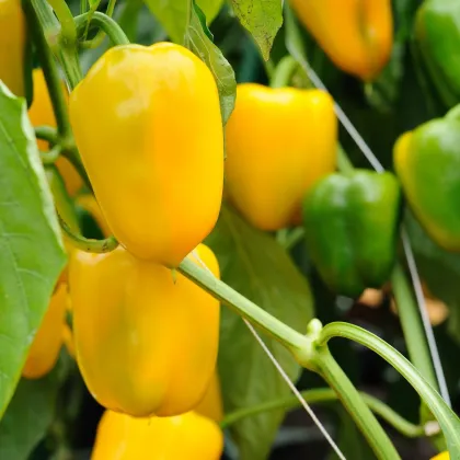 Paprika Pusztagold ročná zeleninová - Capsicum annuum - semená papriky - 12 ks