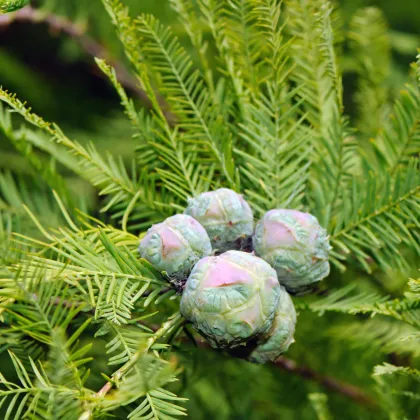Tisovec dvojradový - Taxodium distichum - semená - 5 ks