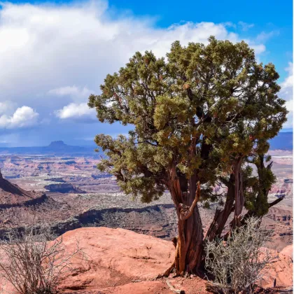 Borievka osteosperma - Juniperus osteosperma - semená borievky - 5 ks