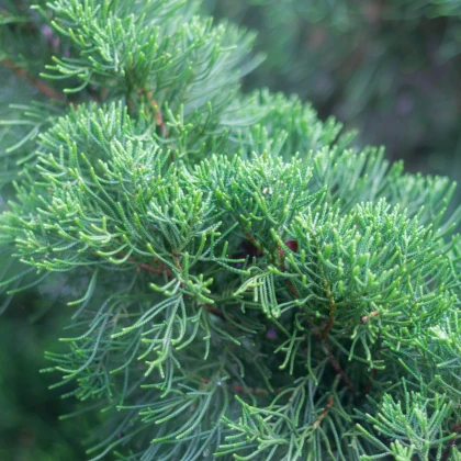 Borievka čínska - Juniperus chinensis - bonsaj - semená borievky - 5 ks
