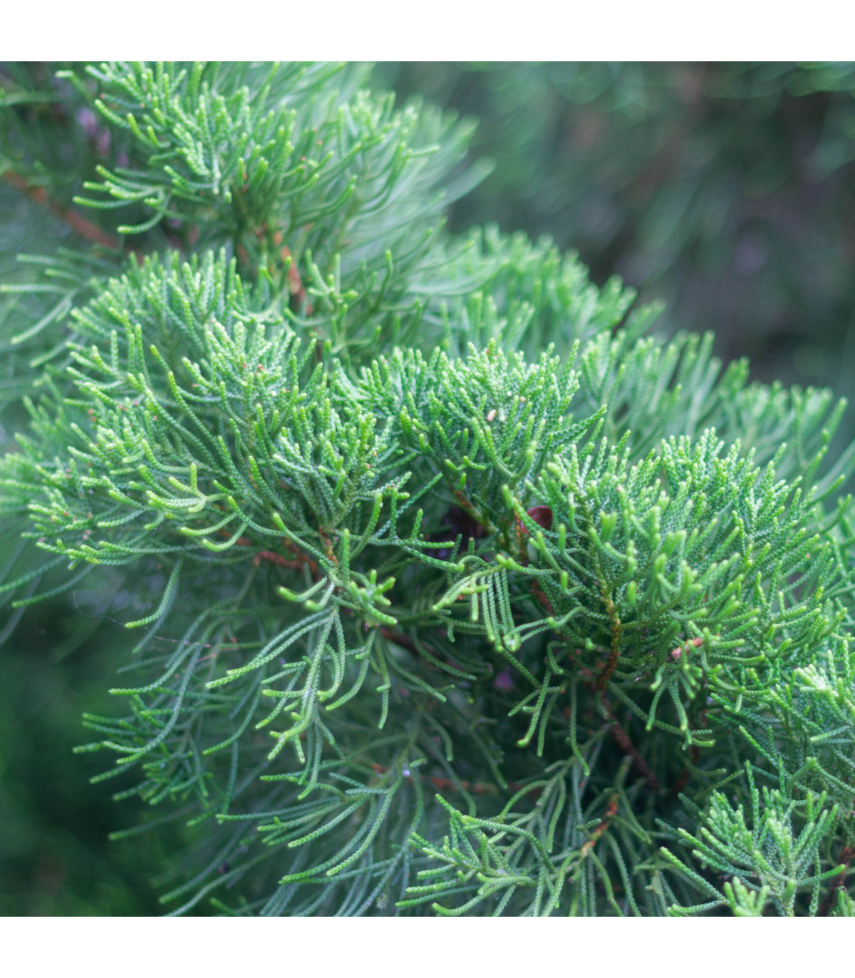 Borievka čínska - Juniperus chinensis - bonsaj - semená borievky - 5 ks