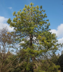 Borovica čínska - Pinus tabuliformis - bonsaj - semená borovice - 7 ks