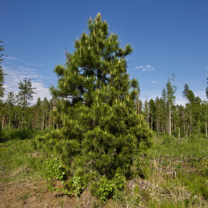 Borovica Limba - Pinus cembra sibirica - semená borovice - 7 ks