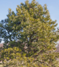 Borovica ťažká - Pinus ponderosa - semená borovice - 6 ks