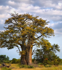 Baobab africký - Adansonia digitata - semená baobabu - 3 ks