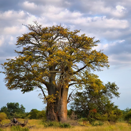 Baobab africký - Adansonia digitata - bonsaj - semená - 3 ks