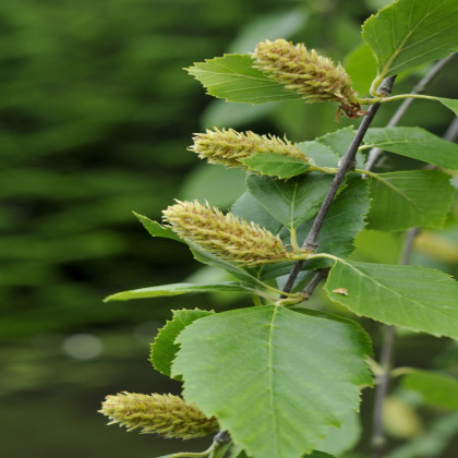 Breza čierna - Betula nigra - semená brezy - 15 ks