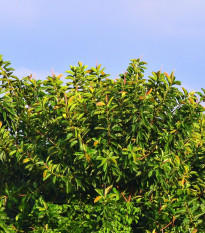 Figovník indický - Ficus benghalensis - semená figovníka - 5 ks