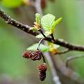 Jelša sivá - Alnus Incan - semená jelše - 8 ks