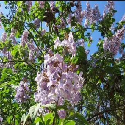 Paulovnia pretiahnutá - Paulownia elongata - semená paulovnia - 15 ks