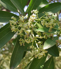 Pula - Alstonia scholaris - semená puly - 8 ks