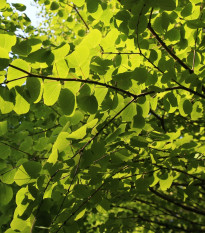 Cercidovník japonský - Cercidiphyllum japonicum - semená cercidovníka - 8 ks