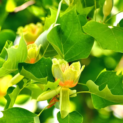 Ľaliovník tulipánokvetý - Liriodendron tulipifera - semená ľaliovníka - 10 ks