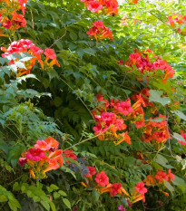 Trúbkovec koreňujúci - Campsis radicans - semená trúbkovca - 10 ks