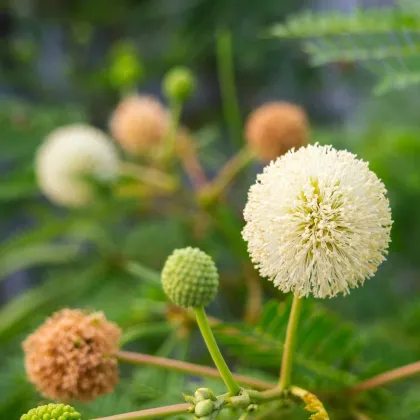 Divoká mimóza - Leucaena leucocephala - semená mimózy - 7 ks