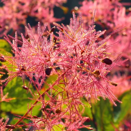 Škumpa vlasatá - Cotinus coggygria - semená škumpy - 7 ks