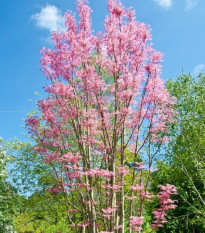 Cesnakovník čínsky - Toona sinensis - semená cesnakovníka - 7 ks