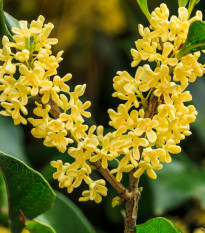 Olivovník Osmant voňavý - Osmanthus fragrans - semená olivovníka - 5 ks