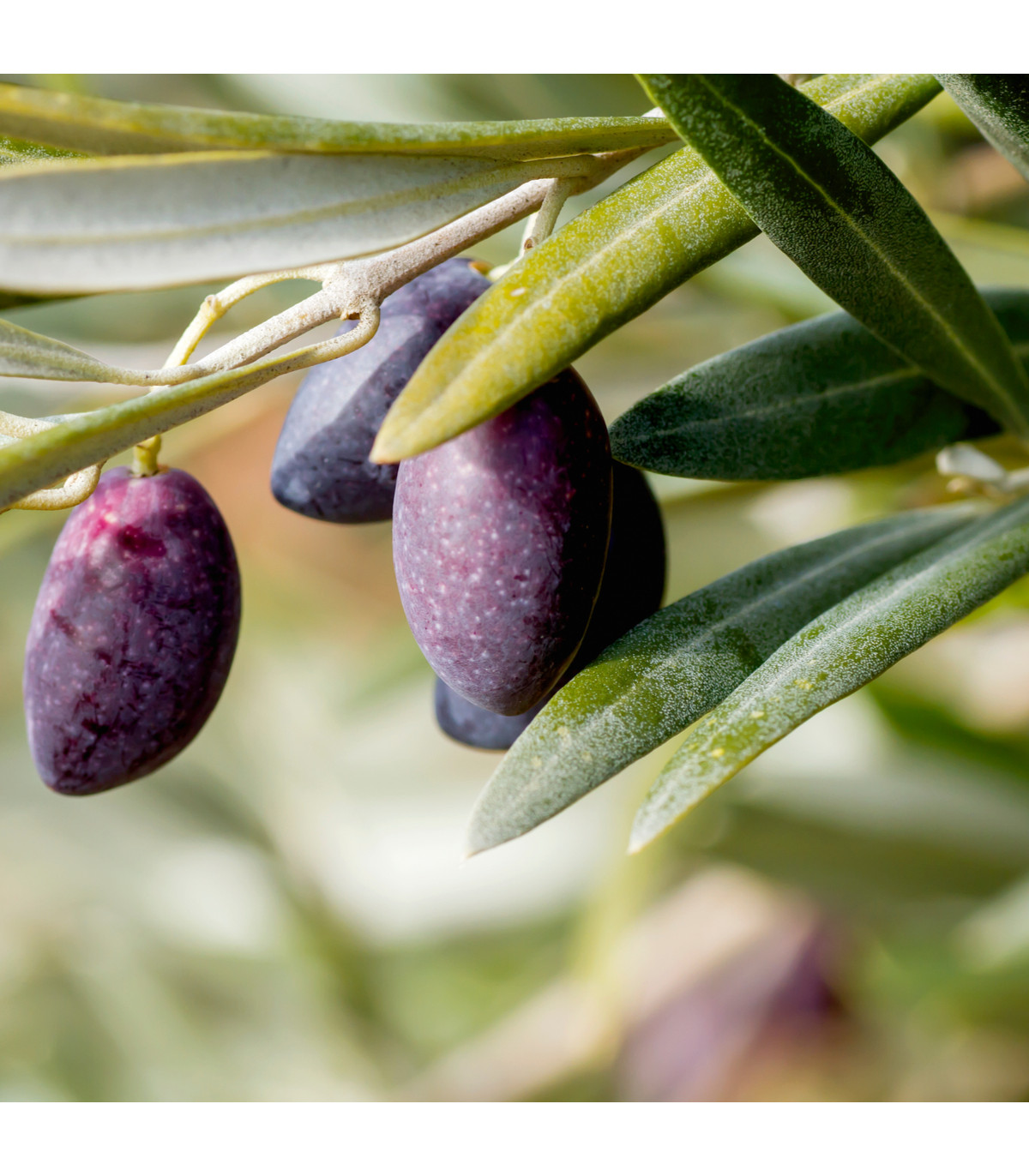 Olivovník európsky - Olea europeae - semená olivovníka - 5 ks