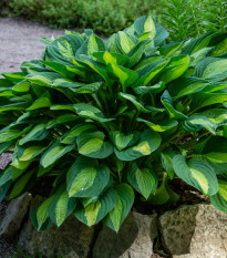 Funkia - Hosta Francess Williams - hľuzy funkie - 1 ks