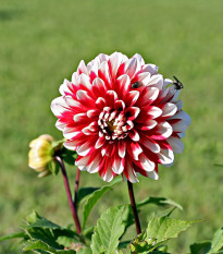 Georgína Jamaica - Dahlia - hľuzy georgíny - 1 ks