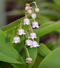 Konvalinka voňavá ružová - Convallaria majalis - hľuza konvalinky - 1 ks