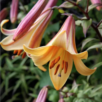 Ľalia African Queen - Lilium - cibuľoviny - 1 ks