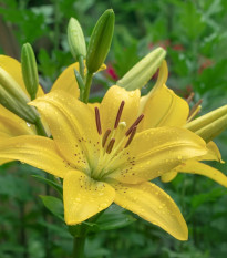 Ľalia Yellow Planet - Lilium lancifolium - cibuľoviny - 1 ks