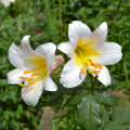 Ľalia White Planet - Lilium - cibuľoviny - 1 ks