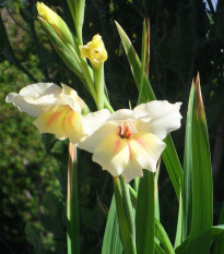 Gladiola - Gladiolus Nanus Halley - gladioly - hľuzy gladioly - 3 ks